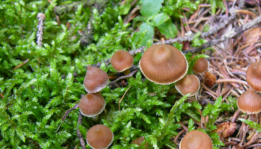Telamonia:Cortinarius acutus...acutovelatus...